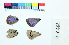  ( - RVcoll16C663)  @11 [ ] Copyright (2019) Roger Vila Institut de Biologia Evolutiva