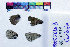 ( - RVcoll16C917)  @11 [ ] Copyright (2019) Roger Vila Institut de Biologia Evolutiva