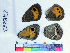 ( - RVcoll16C943)  @11 [ ] Copyright (2019) Roger Vila Institut de Biologia Evolutiva