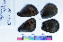  (Erebia triaria - RVcoll16L357)  @12 [ ] Copyright (2019) Roger Vila Institut de Biologia Evolutiva (CSIC-UPF)