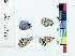  ( - RVcoll16L360)  @11 [ ] Copyright (2019) Roger Vila Institut de Biologia Evolutiva (CSIC-UPF)