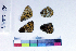  ( - RVcoll16L363)  @12 [ ] Copyright (2019) Roger Vila Institut de Biologia Evolutiva (CSIC-UPF)