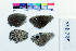  ( - RVcoll16L944)  @11 [ ] Copyright (2019) Roger Vila Institut de Biologia Evolutiva