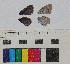  ( - RVcoll17B806)  @11 [ ] CreativeCommons - Attribution Share-Alike (2018) Unspecified Institut de Biologia Evolutiva (CSIC-UPF), Butterfly Diversity and Evolution Lab