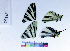  ( - RVcoll17B816)  @11 [ ] Copyright (2019) Roger Vila Institut de Biologia Evolutiva