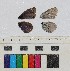  ( - RVcoll17B859)  @11 [ ] CreativeCommons - Attribution Share-Alike (2018) Unspecified Institut de Biologia Evolutiva (CSIC-UPF), Butterfly Diversity and Evolution Lab