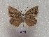  (Polyommatus orphicus - RVcoll18D277)  @11 [ ] CreativeCommons  Attribution (by) (2019) Laurian Parmentier Institut de Biologia Evolutiva