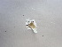  ( - BC ZSM Lep 97739)  @12 [ ] Unspecified (default): All Rights Reserved  Unspecified Unspecified