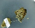  (Ypthima similis - BC ZSM Lep 97806)  @11 [ ] Unspecified (default): All Rights Reserved  Unspecified Unspecified