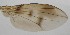  ( - DIP121499)  @12 [ ] Copyright (2012) Hong-Wei Chen South China Agricultural University, Department of Entomology