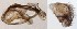  ( - DIP121578)  @12 [ ] Copyright (2012) Hong-Wei Chen South China Agricultural University, Department of Entomology