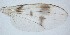  ( - DIP121639)  @12 [ ] Copyright (2012) Hong-Wei Chen South China Agricultural University, Department of Entomology