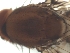  ( - DIP121639)  @12 [ ] Copyright (2012) Hong-Wei Chen South China Agricultural University, Department of Entomology