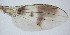  ( - DIP121950)  @12 [ ] Copyright (2012) Hong-Wei Chen South China Agricultural University, Department of Entomology