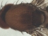  ( - DIP121981)  @12 [ ] Copyright (2012) Hong-Wei Chen South China Agricultural University, Department of Entomology