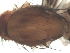  ( - DIP122891)  @12 [ ] Copyright (2012) Hong-Wei Chen South China Agricultural University, Department of Entomology