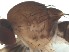  ( - DIP122894)  @12 [ ] Copyright (2012) Hong-Wei Chen South China Agricultural University, Department of Entomology