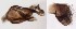  ( - DIP122894)  @12 [ ] Copyright (2012) Hong-Wei Chen South China Agricultural University, Department of Entomology