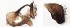  (Leucophenga glabella - DIP121735)  @12 [ ] Copyright (2013) Hong-Wei Chen South China Agricultural University, Department of Entomology