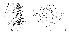  ( - DIP123305)  @11 [ ] Copyright (2013) Hong-Wei Chen South China Agricultural University, Department of Entomology