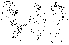  (Stegana convergens - DIP124036)  @13 [ ] Copyright (2013) Hong-Wei Chen South China Agricultural University, Department of Entomology