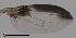  ( - DIP122901)  @12 [ ] Copyright (2013) Hong-Wei Chen South China Agricultural University, Department of Entomology