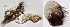  (Leucophenga villosa - DIP123215)  @12 [ ] Copyright (2013) Hong-Wei Chen South China Agricultural University, Department of Entomology