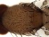  ( - DIP123238)  @12 [ ] Copyright (2013) Hong-Wei Chen South China Agricultural University, Department of Entomology