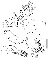  ( - DIP123136)  @12 [ ] Copyright (2013) Hong-Wei Chen South China Agricultural University, Department of Entomology