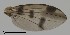  ( - DIP123220)  @12 [ ] Copyright (2013) Hong-Wei Chen South China Agricultural University, Department of Entomology