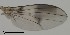  ( - DIP123231)  @12 [ ] Copyright (2013) Hong-Wei Chen South China Agricultural University, Department of Entomology