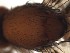  ( - DIP123053)  @12 [ ] Copyright (2013) Hong-Wei Chen South China Agricultural University, Department of Entomology