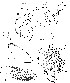  (Leucophenga trivittata - DIP123133)  @13 [ ] Copyright (2013) Hong-Wei Chen South China Agricultural University, Department of Entomology