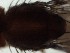  (Leucophenga sinupenis - DIP123199)  @12 [ ] Copyright (2013) Hong-Wei Chen South China Agricultural University, Department of Entomology