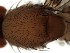  ( - DIP123096)  @12 [ ] Copyright (2013) Hong-Wei Chen South China Agricultural University, Department of Entomology