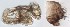  ( - DIP123047)  @12 [ ] Copyright (2013) Hong-Wei Chen South China Agricultural University, Department of Entomology
