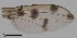  ( - DIP123105)  @12 [ ] Copyright (2013) Hong-Wei Chen South China Agricultural University, Department of Entomology