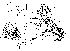  (Apsiphortica melanogaster - DIP124077)  @11 [ ] Copyright (2013) Hong-Wei Chen South China Agricultural University, Department of Entomology