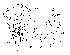  (Phortica helva - DIP124079)  @11 [ ] Copyright (2013) Hong-Wei Chen South China Agricultural University, Department of Entomology