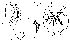  (Phortica haba - DIP124048)  @11 [ ] Copyright (2013) Hong-Wei Chen South China Agricultural University, Department of Entomology