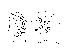  (Phortica sagittaristula - DIP124100)  @11 [ ] Copyright (2013) Hong-Wei Chen South China Agricultural University, Department of Entomology