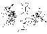  (Apsiphortica lini - DIP124078)  @11 [ ] Copyright (2013) Hong-Wei Chen South China Agricultural University, Department of Entomology