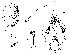  (Phortica montipagana - DIP124050)  @11 [ ] Copyright (2013) Hong-Wei Chen South China Agricultural University, Department of Entomology