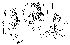  (Phortica qingsongi - DIP124121)  @11 [ ] Copyright (2013) Hong-Wei Chen South China Agricultural University, Department of Entomology