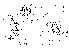  (Phortica spinosa - DIP124113)  @11 [ ] Copyright (2013) Hong-Wei Chen South China Agricultural University, Department of Entomology