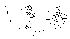  (Phortica brachychaeta - DIP124081)  @11 [ ] Copyright (2013) Hong-Wei Chen South China Agricultural University, Department of Entomology