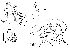  (Phortica multibarba - DIP123257)  @11 [ ] Copyright (2013) Hong-Wei Chen South China Agricultural University, Department of Entomology