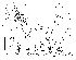  (Phortica dianzangensis - DIP123251)  @11 [ ] Copyright (2013) Hong-Wei Chen South China Agricultural University, Department of Entomology