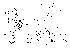  (Phortica setitabula - DIP124291)  @11 [ ] Copyright (2013) Hong-Wei Chen South China Agricultural University, Department of Entomology