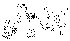  (Phortica perforcipata - DIP124212)  @11 [ ] Copyright (2013) Hong-Wei Chen South China Agricultural University, Department of Entomology